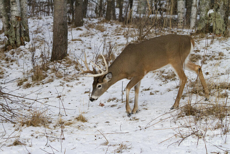 deer3