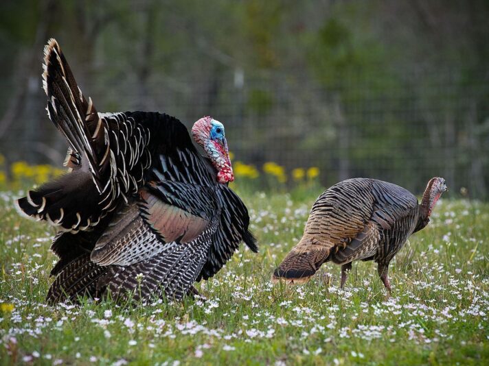 turkey1