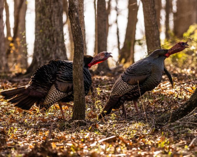 turkey2
