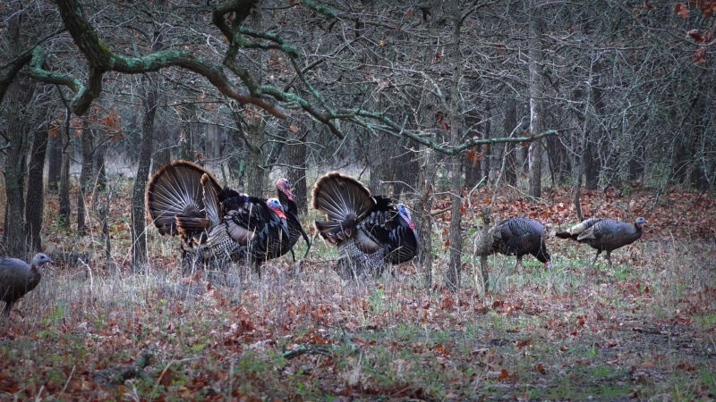 turkey3