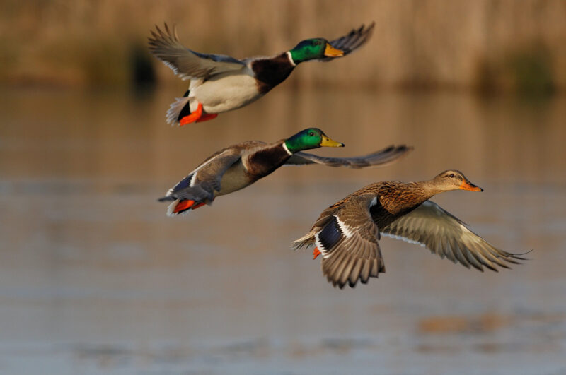 ducks1