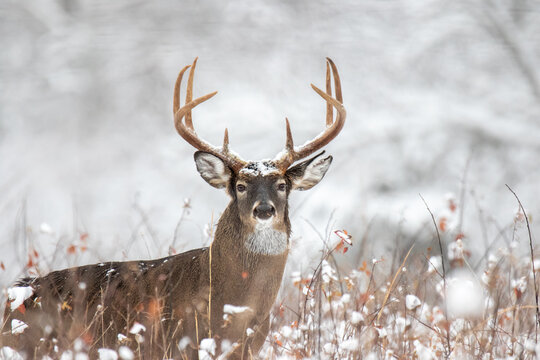deer1