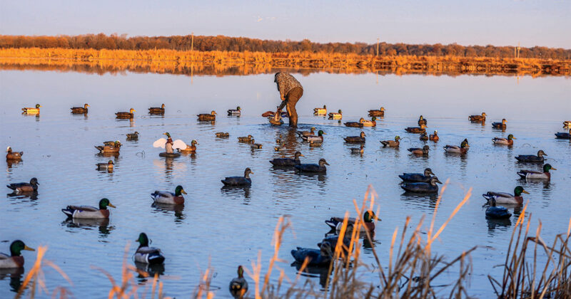 ducks 2