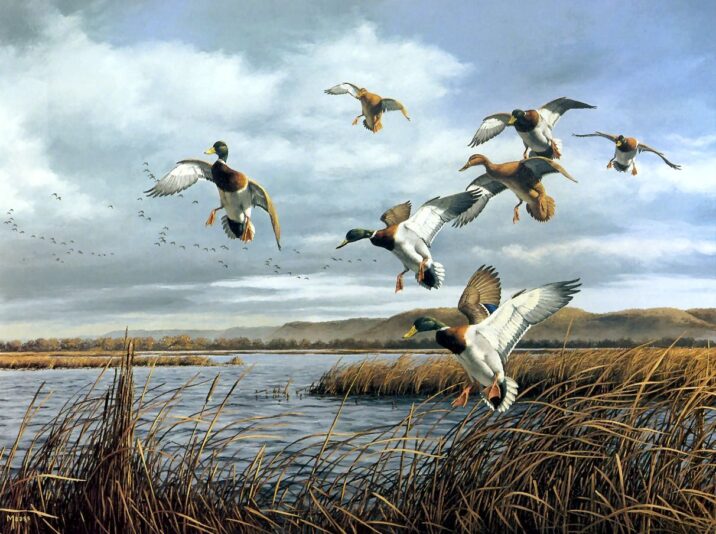 ducks 34