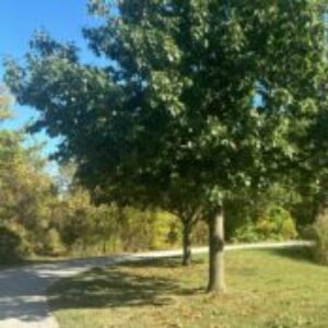 Profile photo of Ammar