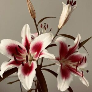 Profile photo of Rahma